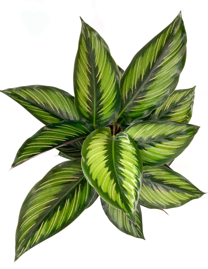 Calathea Beauty Star | Peacock Plant