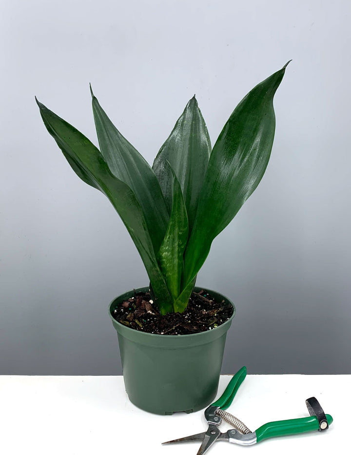 bogenhanf black dragon Sansevieria Black Dragon | Snake Plant