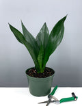 Sansevieria Black Dragon - Plant Proper - 6" Pot