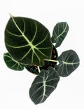 Alocasia Black Velvet - Alocasia Reginula Overview - Plant Proper