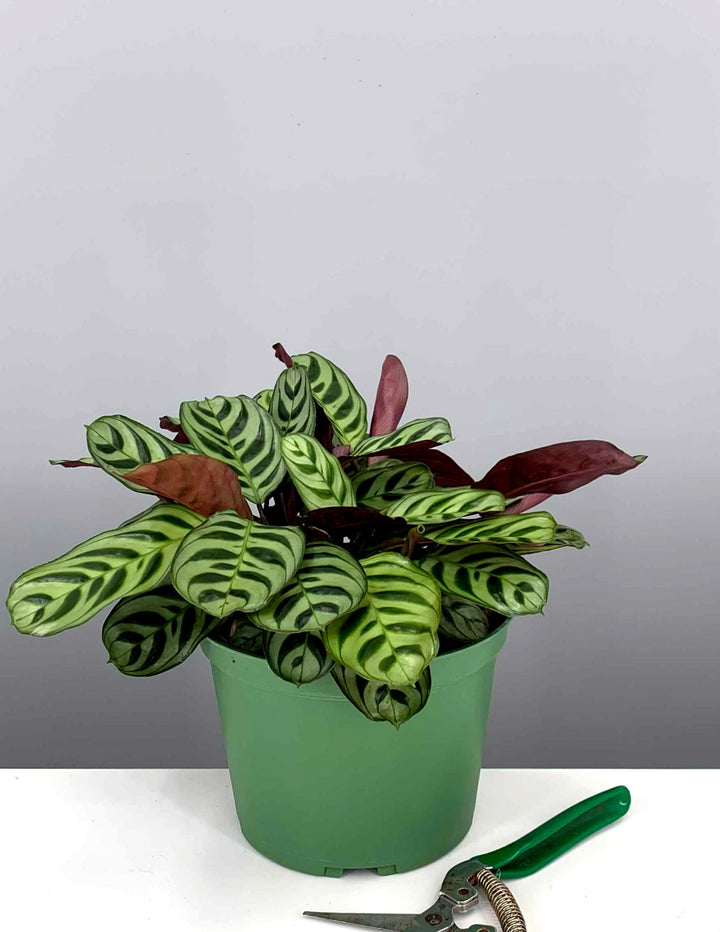 burle marx calathea live plant in a 6 inch pot Calathea Burle Marx