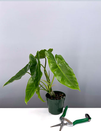 Philodendron Burle Marx - Plant Proper - 4"