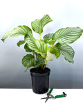 Calathea Orbifolia - Plant Proper - 6" Premium