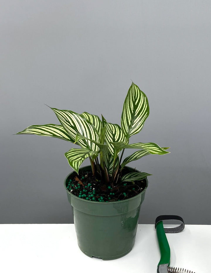 calathea vittata Calathea Vittata | Prayer Plant