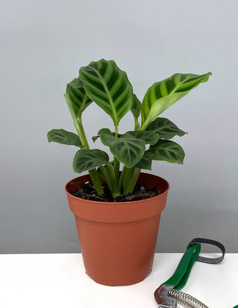 4" Calathea Zebrina - Prayer Plant - Plant Proper