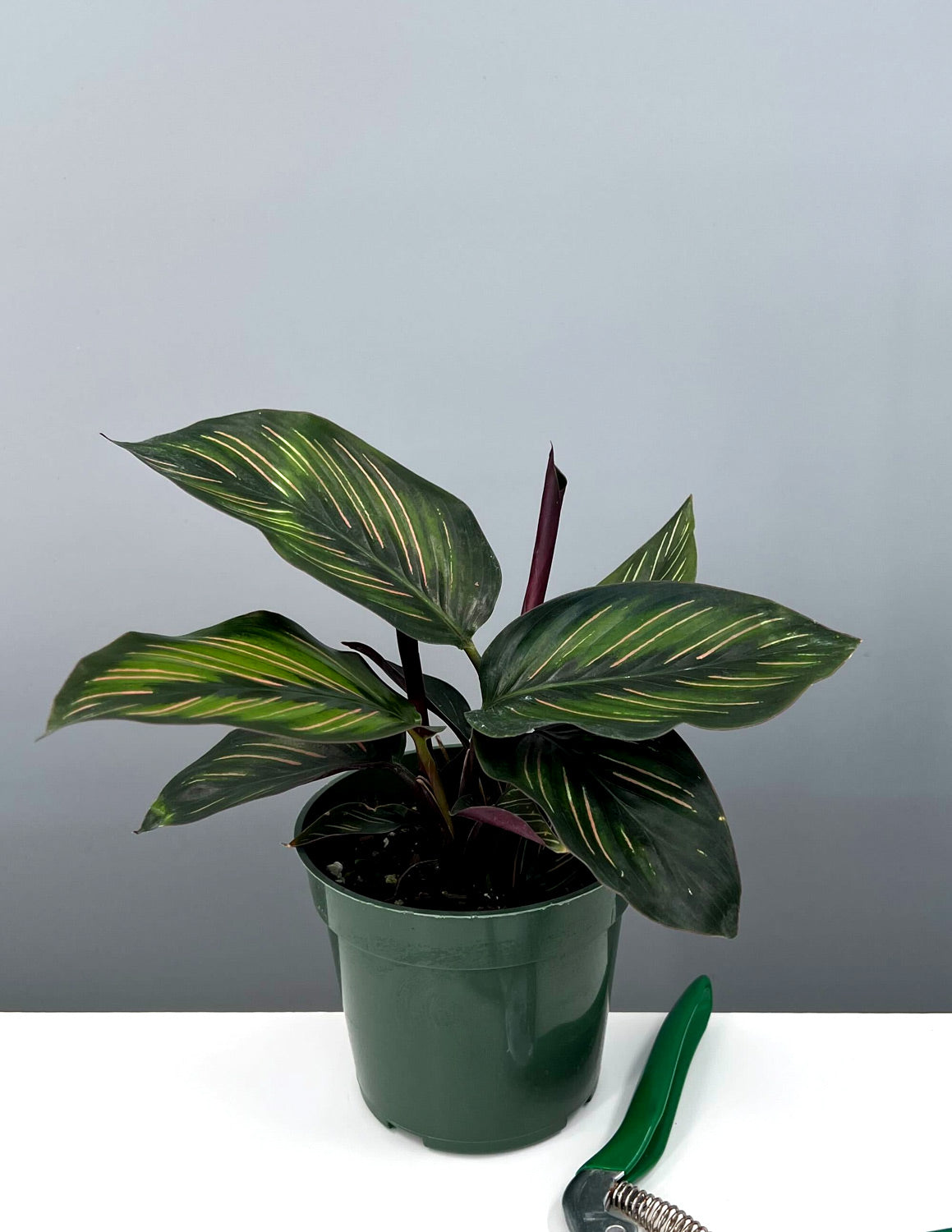 Calathea Beauty Star