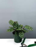 4" Calathea Burle Marx - Prayer Plant - Plant Proper