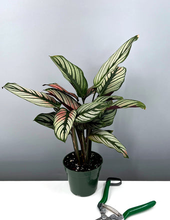 Calathea Majestica White Star - Plant Proper - 4" Pot