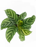 Calathea Freddie - Calathea Concinna Overview - Plant Proper