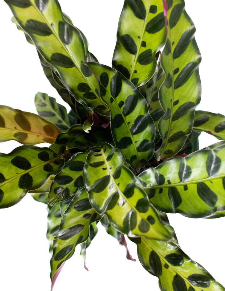 rattlesnake prayer plant care Calathea Lancifolia | Rattlesnake Prayer Plant