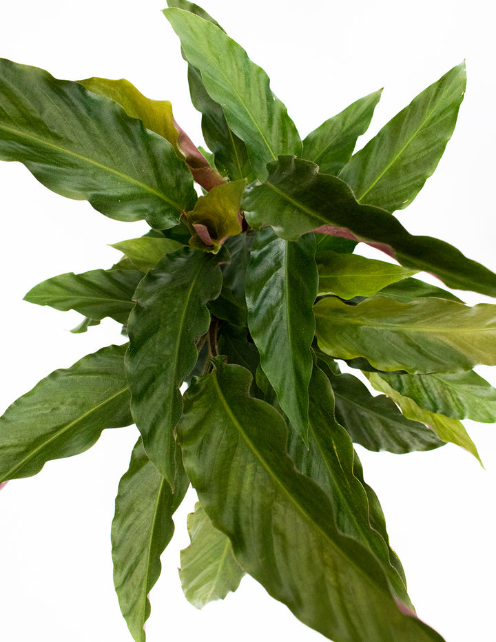 calathea rufi Calathea Rufibarba