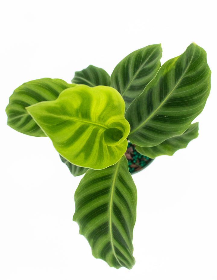 zebrina prayer plant Calathea Zebrina