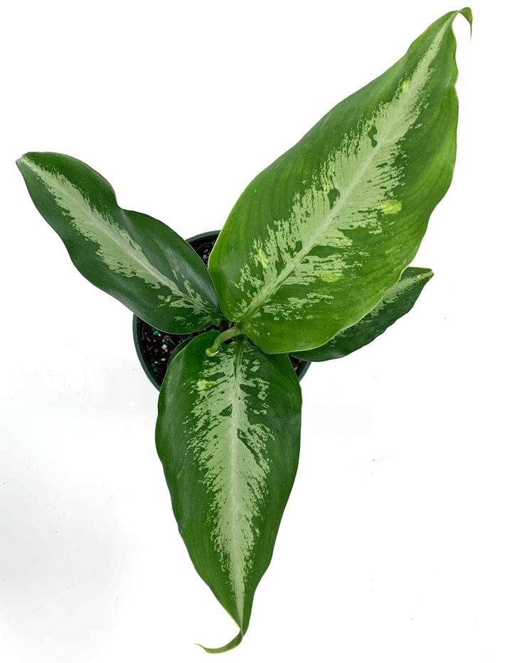 splash dieffenbachia Dieffenbachia Cougar