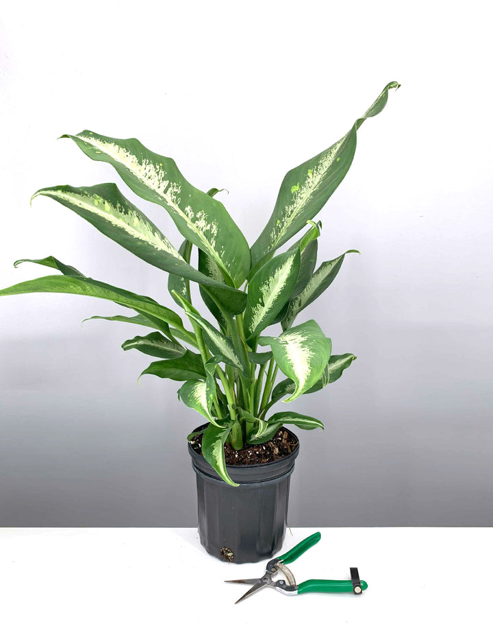 dieffenbachia cougar Dieffenbachia Cougar