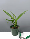 Epipremnum Amplissimum - Plant Proper - 4" Pot