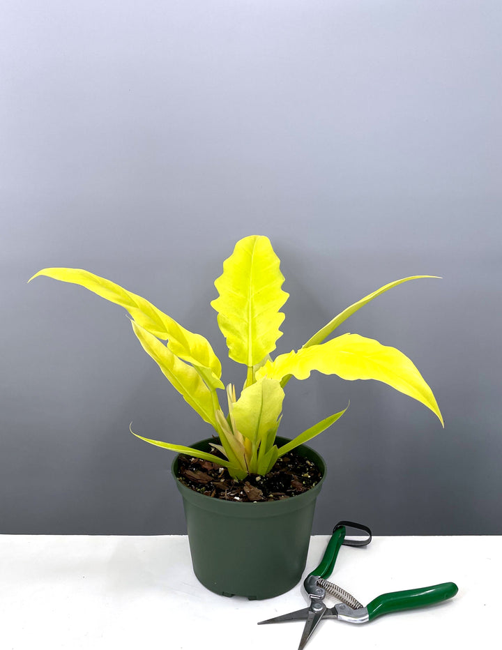 philodendron crocodile Philodendron Golden Crocodile