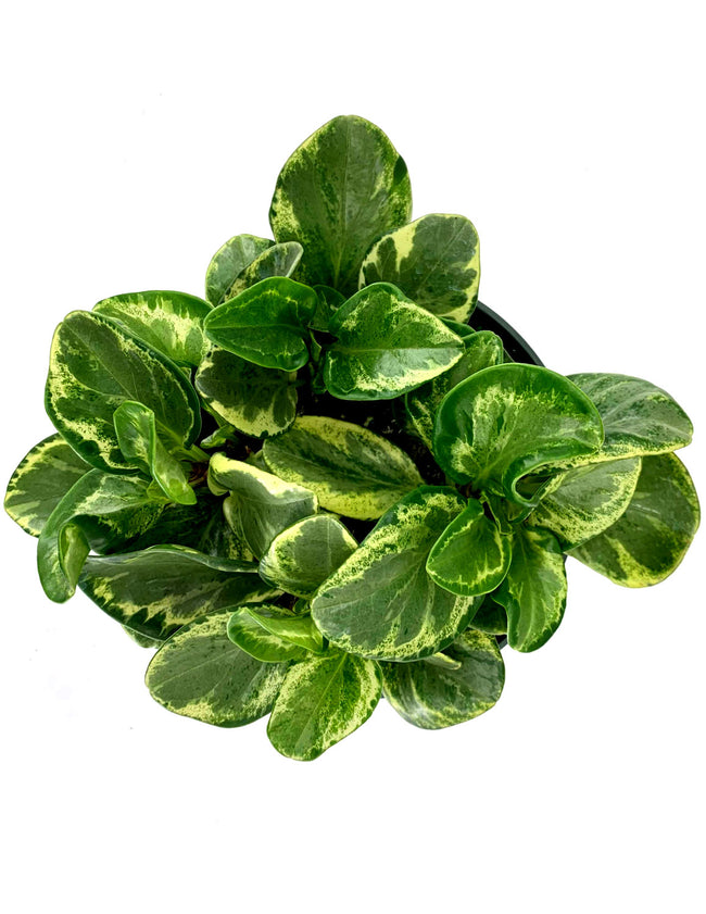 Peperomia Golden Gate