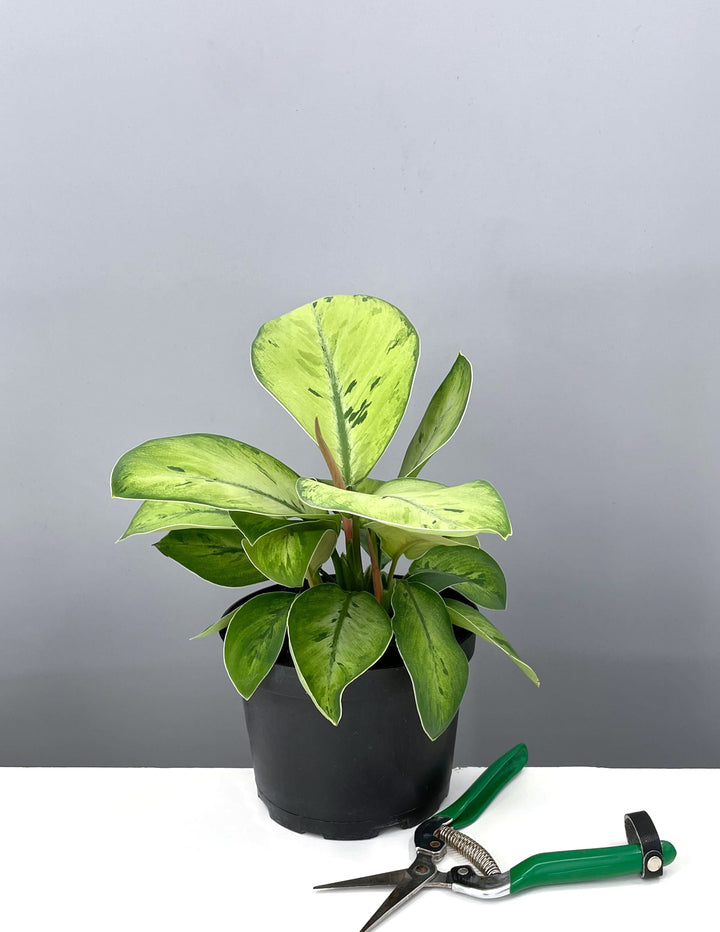 aglaonema selby Homalomena Selby