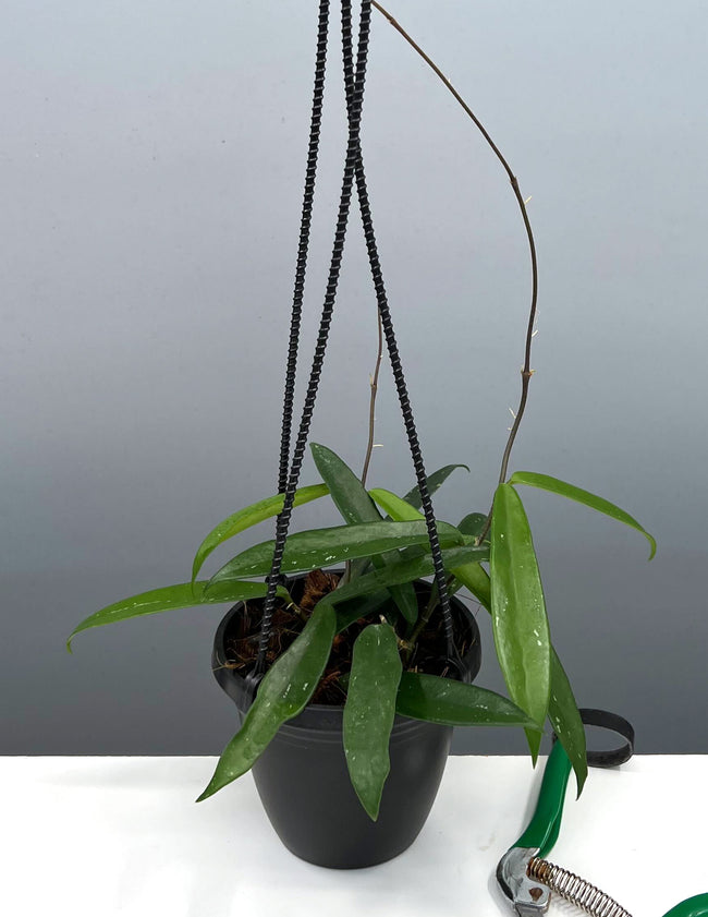 Hoya cv Minibelle Hanging Basket - Plant Proper - 4" Pot
