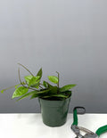 Hoya Parasitica Black Margin - Plant Proper - 4" Pot