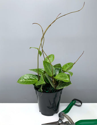 Hoya Parasitica Splash - Plant Proper - 4" Pot