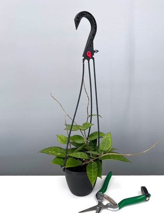 Hoya Parasitica Black Margin Hanging Basket - Plant Proper - 4" Pot