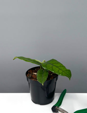 Hoya Globulosa - Plant Proper - 4" Pot