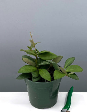 Hoya Tsangii - Plant Proper - 4" Pot