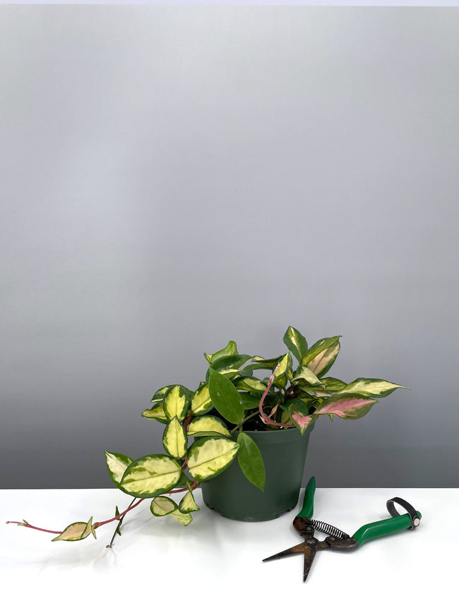 Hoya Carnosa Krimson Princess - Plant Proper - 6" Pot