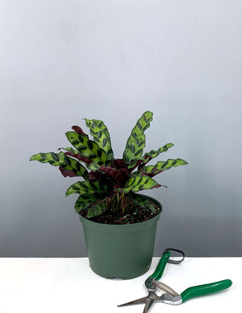 4" Calathea Lancifolia  - Rattlesnake Prayer Plant - Plant Proper