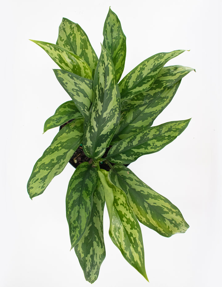 maria chinese evergreen plant aglaonema low light 4 pot Aglaonema Mary Ann | Chinese Evergreen