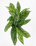 Aglaonema Mary Ann Overview  - House Plant - Plant Proper