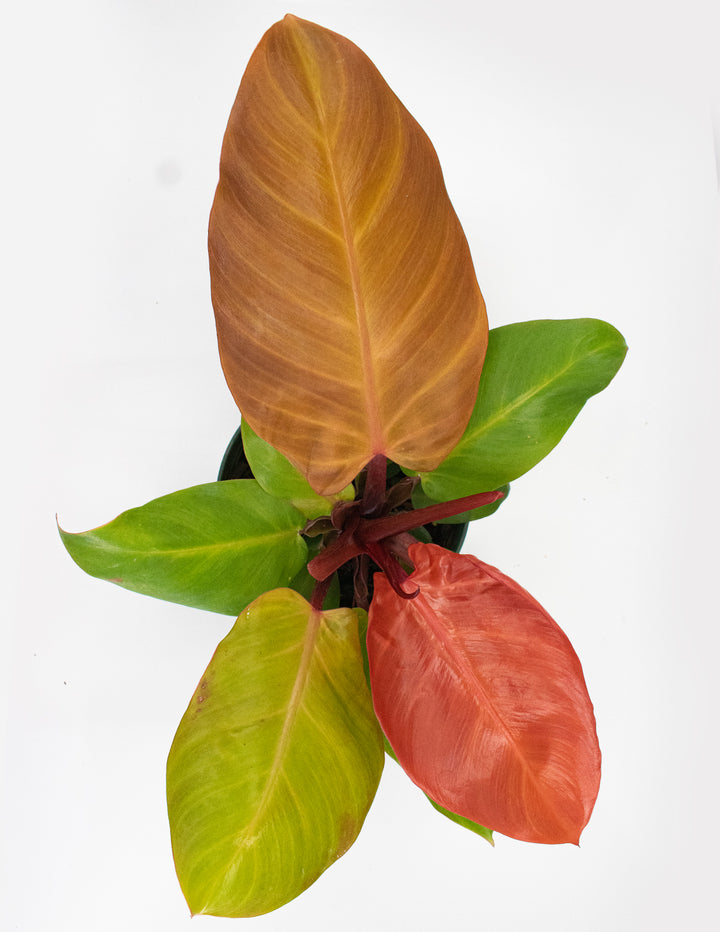 philodendron mccolley's finale scientific name Philodendron McColley's Finale | Houseplant