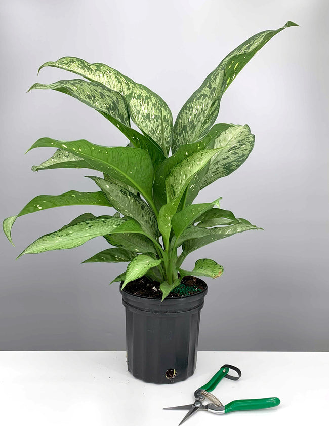 Dieffenbachia Memoria Corsii - House Plant - Indoor Plant - Plant Proper - 6" Premium