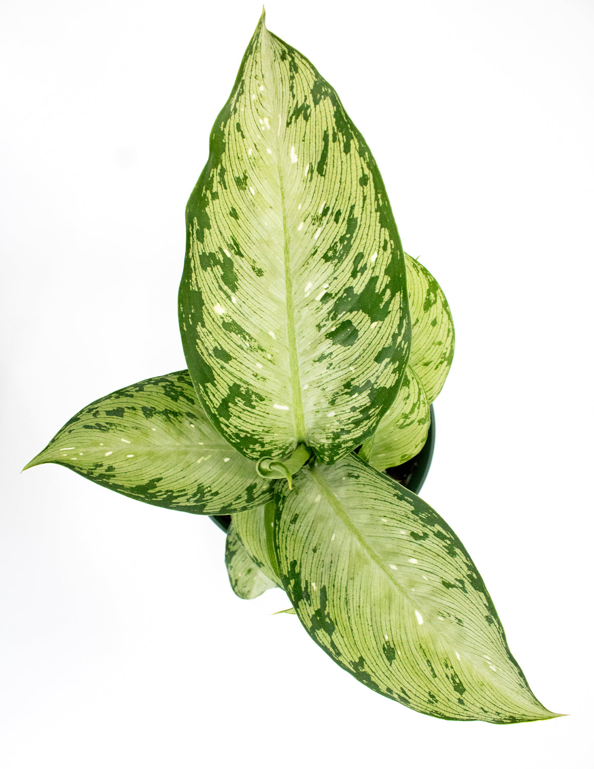 Plant Proper Dieffenbachia Memoria Corsii
