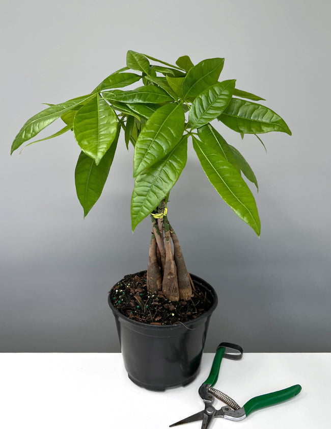 Money Tree - House Plant - Indoor Plant - Plant Proper - 6" Pot