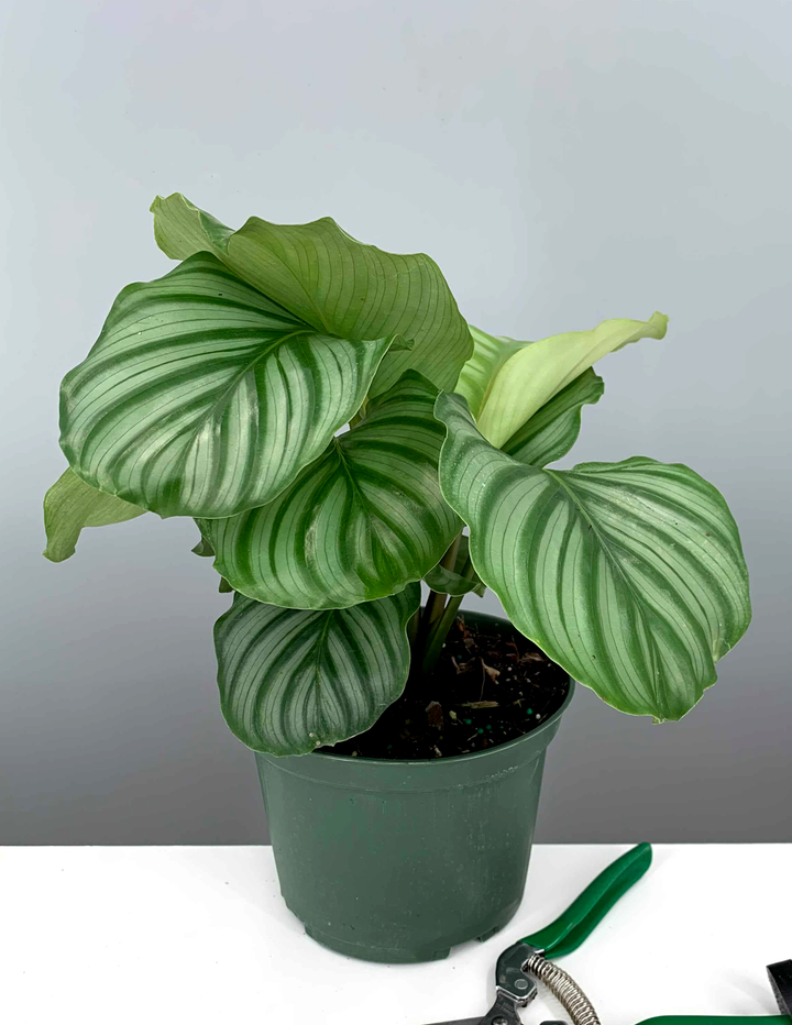 calathea hybride orbifolia Calathea Orbifolia