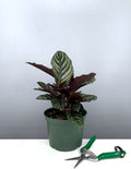 Calathea Ornata - Pinstripe Prayer Plant - Plant Proper - 6"