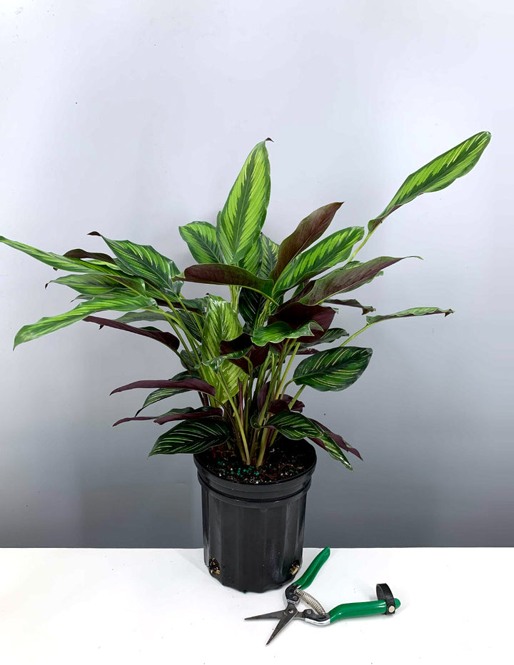 Calathea Beauty Star | Peacock Plant