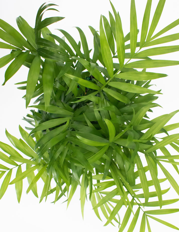 parlor palm en español Parlor Palm | Houseplant