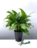 Peace Lily - Plant Proper - 6" Premium