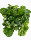 Peperomia Marble - House Plant - Indoor Plant Overview - Plant Proper