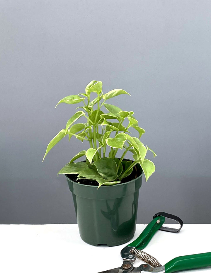 Peperomia Scandens Variegata Cupid | Houseplants