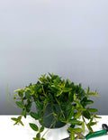 Peperomia Diamond - Plant Proper - 6" Pot