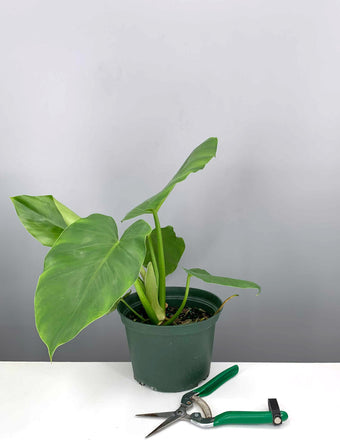 Philodendron Giganteum