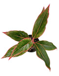 Aglaonema Red Siam - Overview - Plant Proper