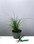Ponytail Palm - Plant Proper - 6" Pot