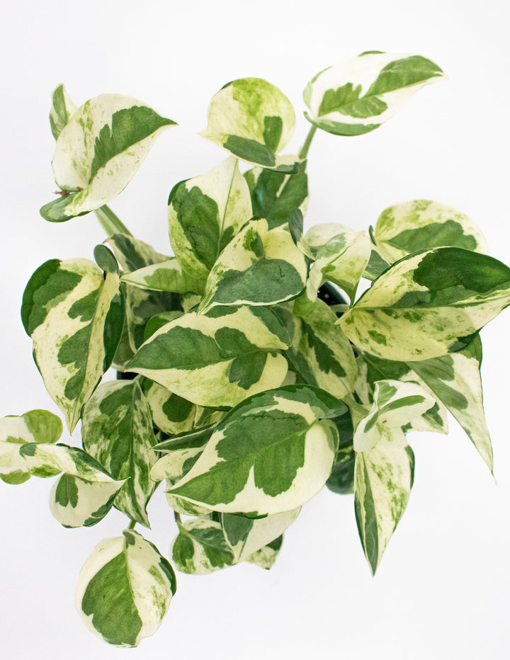 variegated pothos n'joy Pothos N'Joy | Scindapsus Aureum