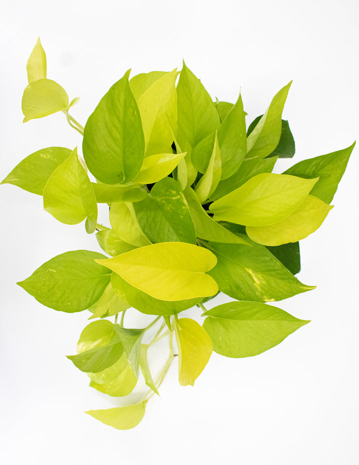 pothos npm Pothos Neon | Houseplants