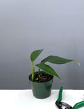 Rhaphidophora Decursiva - Plant Proper - 4" Pot